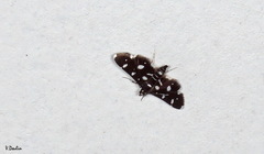 Bocchoris inspersalis