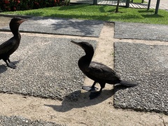 Nannopterum brasilianum