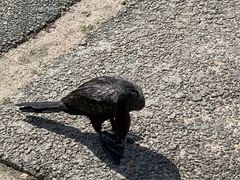 Nannopterum brasilianum