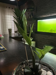 Phalaenopsis amabilis