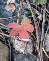 Geranium caespitosum
