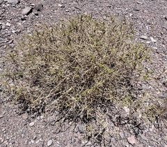 Adesmia atacamensis