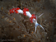Flabellina dushia