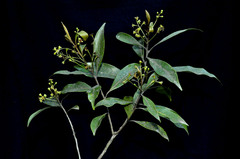 Ocotea porosa
