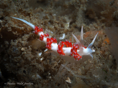 Flabellina dushia