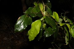 Cryptocarya macdonaldii