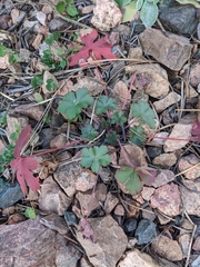 Geranium caespitosum