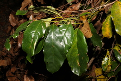 Cryptocarya macdonaldii
