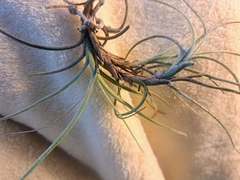 Tillandsia recurvata