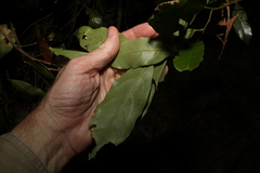 Cryptocarya macdonaldii