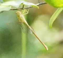 Triacanthagyna septima