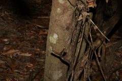 Cryptocarya macdonaldii