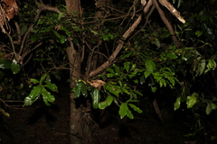 Cryptocarya macdonaldii