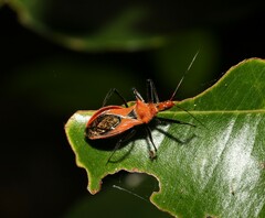 Gminatus wallengreni