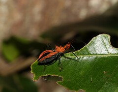 Gminatus wallengreni