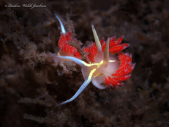Coryphella verta