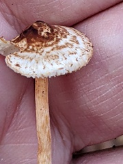 Lepiota castanea
