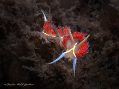 Coryphella verta