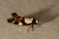 Placocosma hephaestea