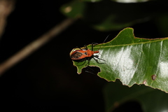 Gminatus wallengreni