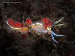 Coryphella verta