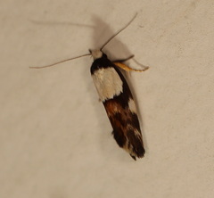 Placocosma hephaestea