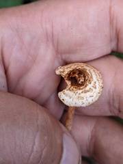 Lepiota castanea