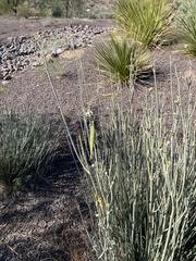 Asclepias subulata