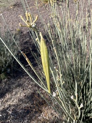 Asclepias subulata