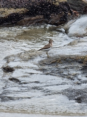 Charadrius modestus