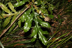 Stenocarpus sinuatus