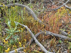 Bulbine