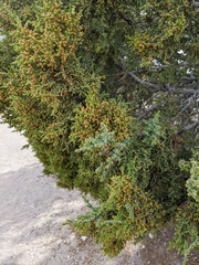 Juniperus