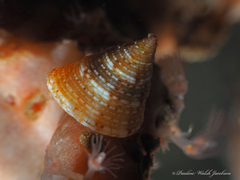 Calliostoma jujubinum