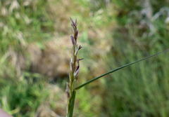 Sporobolus vaginiflorus