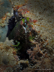 Pseudosquilla ciliata