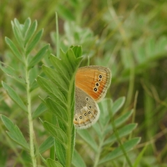 Coenonympha amaryllis