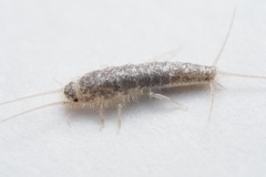 Ctenolepisma longicaudatum