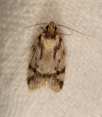 Barea basigramma