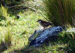 Cinclodes albiventris