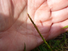 Coelorachis selloana