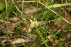 Tricoryne anceps