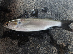 Mugil