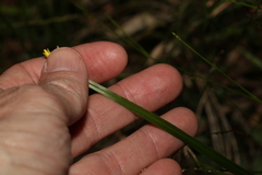 Tricoryne anceps