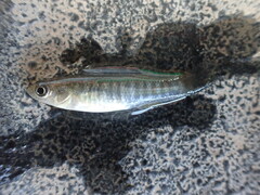 Fundulus grandis