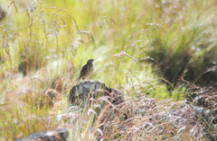 Anthus bogotensis