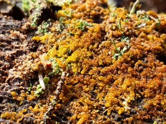 Ptilidium pulcherrimum