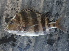 Archosargus probatocephalus