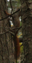 Tamiasciurus hudsonicus loquax