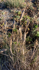Bromus hordeaceus